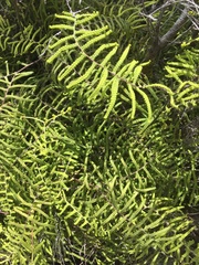 Gleichenia polypodioides