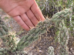 Cylindropuntia cholla