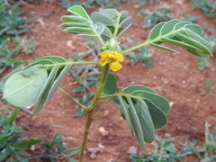 Senna uniflora