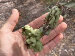 Cylindropuntia cholla