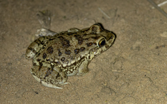 Leptodactylus bufonius