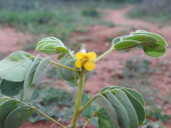 Senna uniflora