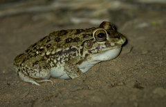 Leptodactylus bufonius