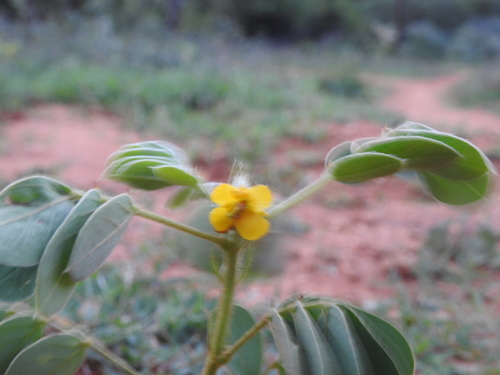 Image of Senna uniflora by (c) Hopeland, some rights reserved (CC BY)