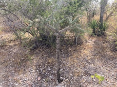 Cylindropuntia cholla