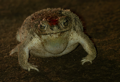 Rhinella major