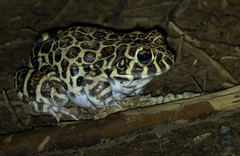 Leptodactylus laticeps