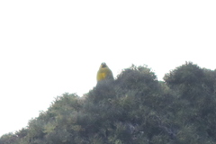 Melanodera xanthogramma