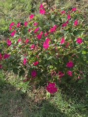 Mirabilis jalapa