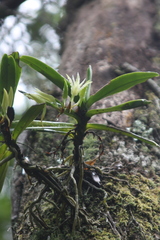 Cyrtorchis arcuata arcuata