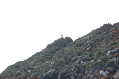 Melanodera xanthogramma