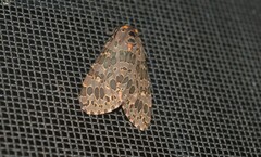Olepa ricini