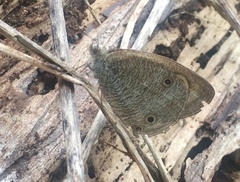 Ypthima pandocus corticaria