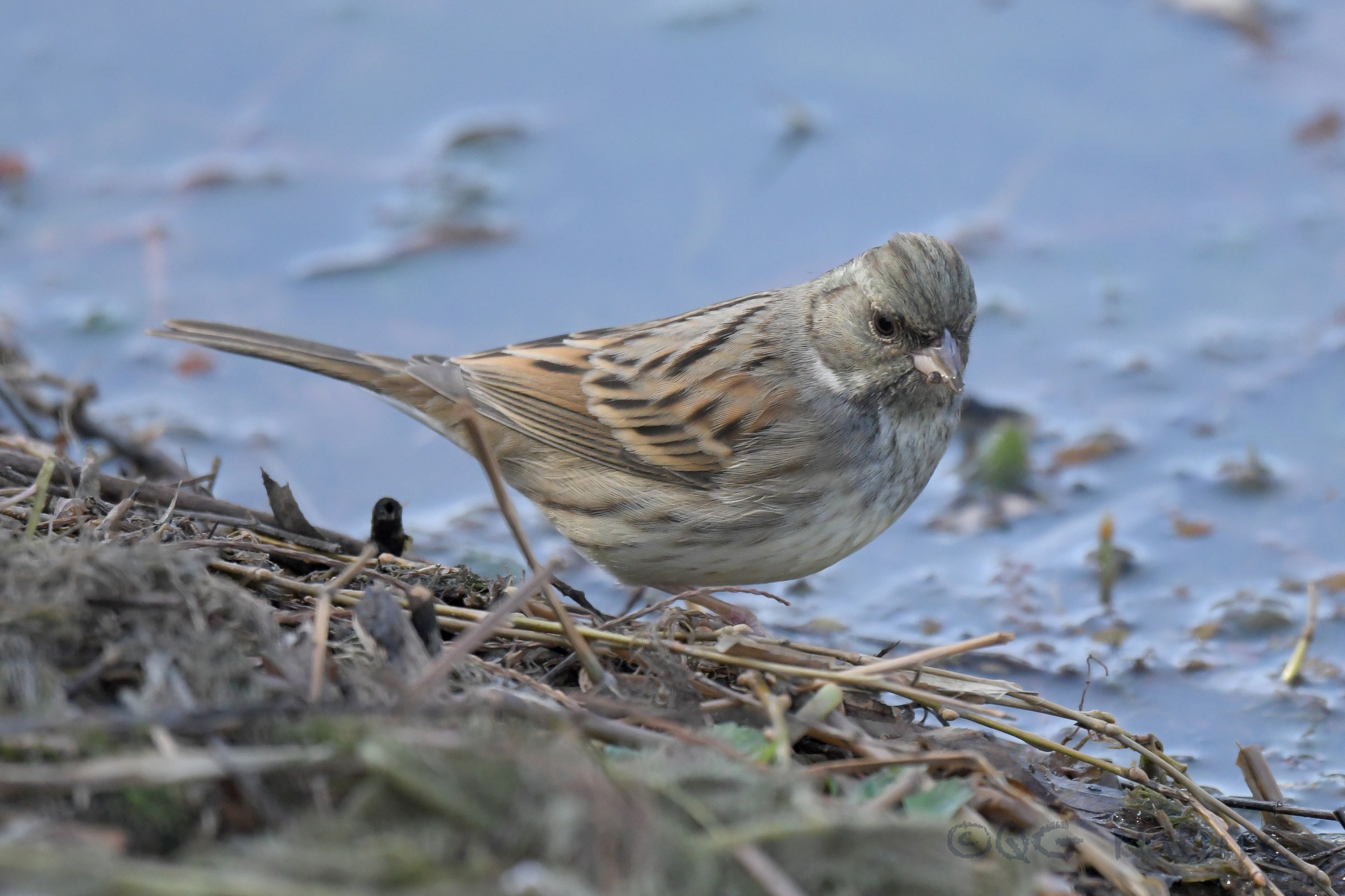 Black-faced Bunting