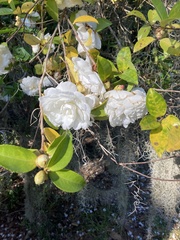 Theaceae