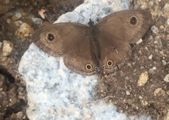 Ypthima pandocus corticaria