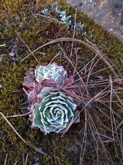 Echeveria secunda