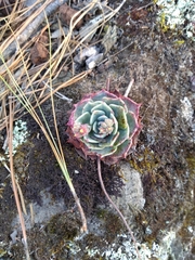 Echeveria secunda