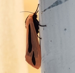 Creatonotos
