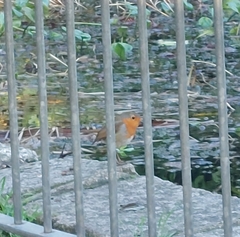 Erithacus rubecula