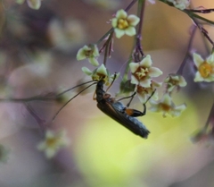 Oedemera podagrariae