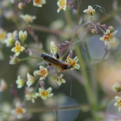 Oedemera podagrariae