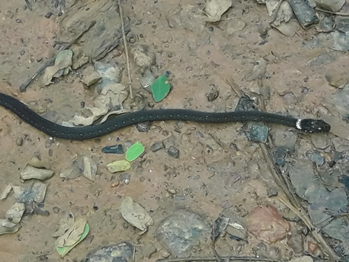 Photo of a Variable Marsh Snake (variegata) (Natriciteres variegata)