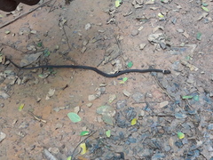 Natriciteres variegata