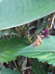 Pardaleodes tibullus