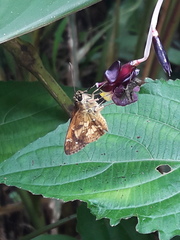 Pardaleodes tibullus