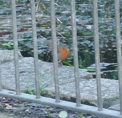 Erithacus rubecula