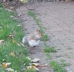 Sciurus carolinensis