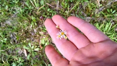 Erigeron vernus