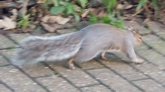 Sciurus carolinensis