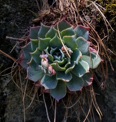 Echeveria secunda