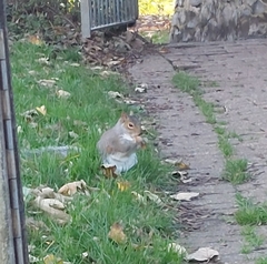 Sciurus carolinensis