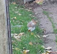 Sciurus carolinensis