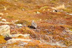 Attagis malouinus