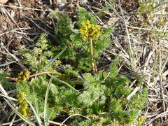 Lomatium grayi