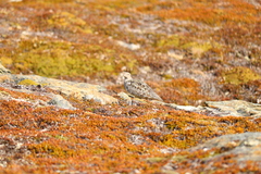 Attagis malouinus