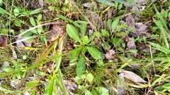 Erigeron vernus