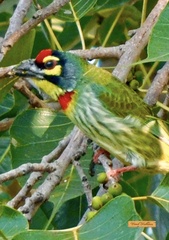 Psilopogon haemacephalus