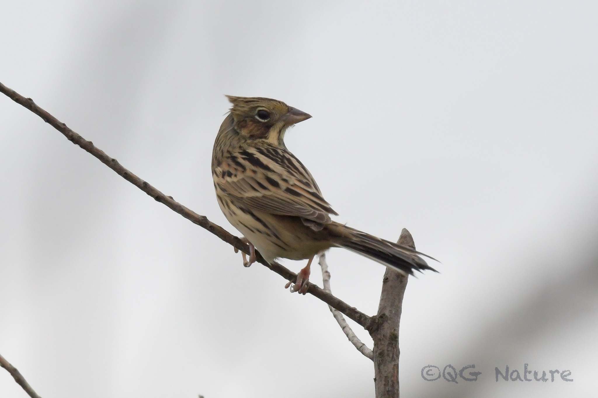 Chestnut-eared Bunting