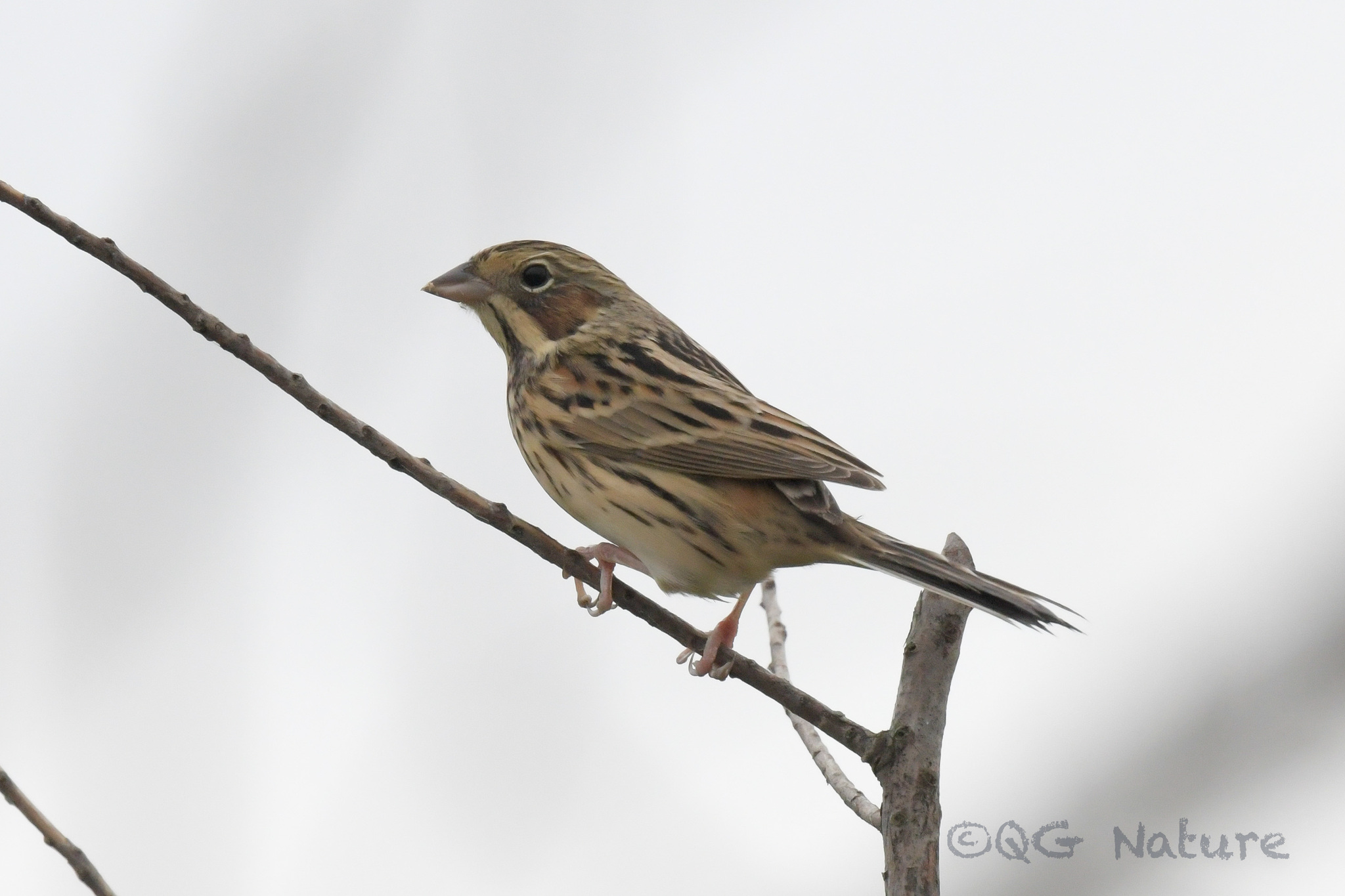 Chestnut-eared Bunting