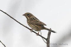 Emberiza fucata