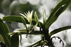 Cyrtorchis arcuata arcuata