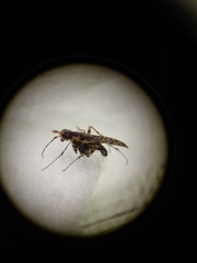 Neriidae