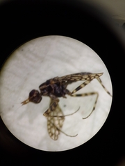 Neriidae