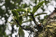 Cyrtorchis arcuata arcuata