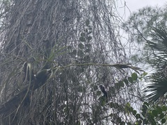 Tillandsia balbisiana